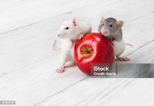 Ratos Com Maçã Vermelha - Fotografias de stock e mais imagens de Animal - Animal, Animal Doméstico, Animal de Estimação