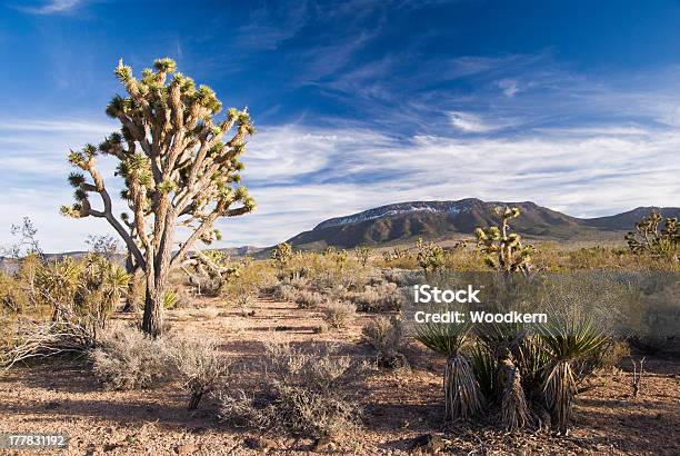 Josuha Árboles Nad Etéreo Desert Nubes Foto de stock y más banco de imágenes de Aire libre - Aire libre, Azul, Cactus