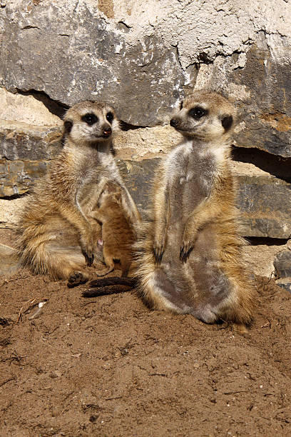 istock Meerkat Family 177831246