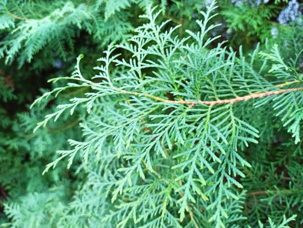 istock Coniferous Thuja Branch. Outdoor nature scene. 1778313079