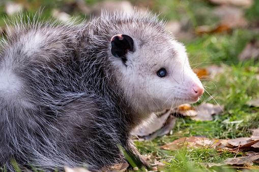 Close up view of an opossum