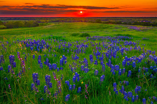 istock Sunset on Sugar Ridge Road, Ennis, TX 177831438