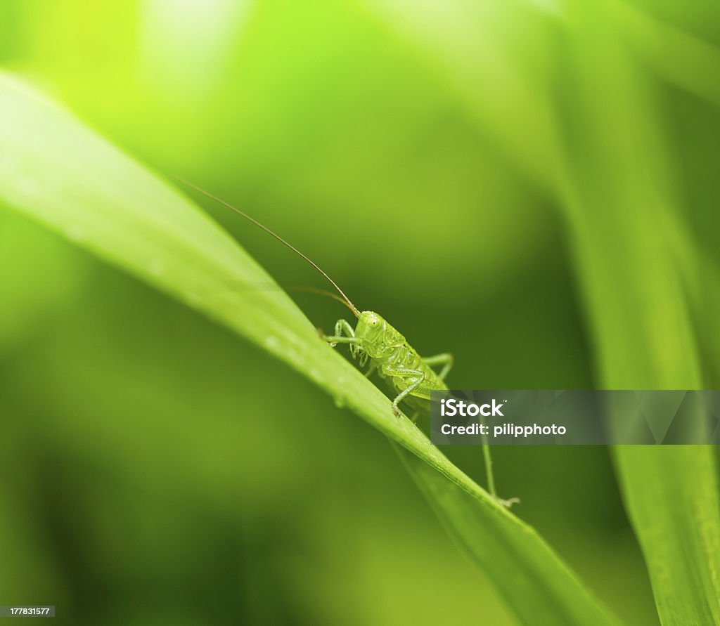 Saltamontes en el césped - Foto de stock de Aire libre libre de derechos