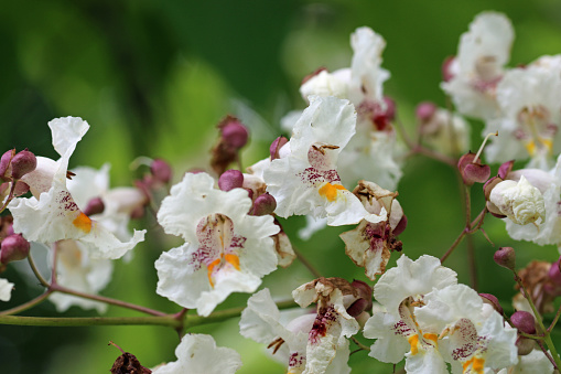 Indian bean tree, Catalpa bignonioides, white flowers in close up with a background of blurred leaves.