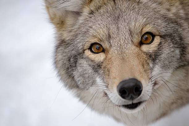 coyote's face stock photo