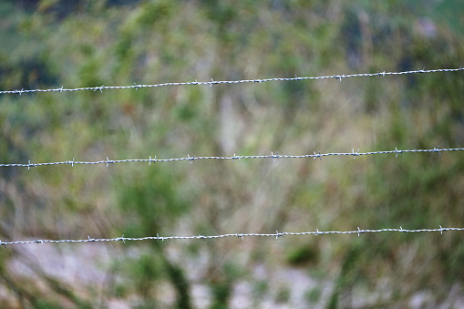 Close up on a strand of taught barbed wire which has rusted. The barbed wire is in front of a vibrant green background.