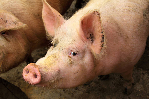 istock live pigs in a farm, north china 177832374
