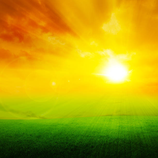 sunset on green field stock photo