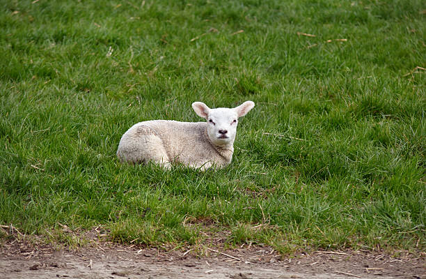istock little lamb on grass outdoors 177832795