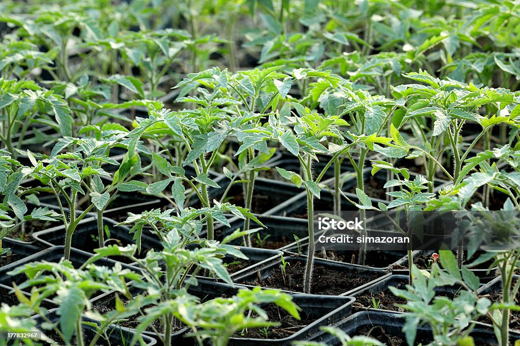 La agricultura - Foto de stock de Agricultura libre de derechos