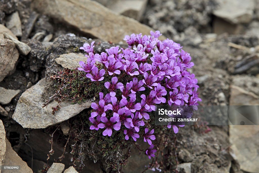 Arctic flowers Arctic flowers - Saxifrága oppositifólia Arctic Stock Photo