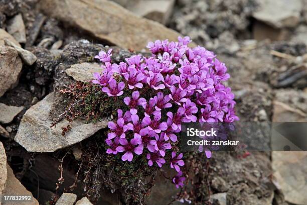 Arctic Flowers Stock Photo - Download Image Now - Arctic, Extreme Terrain, Flower