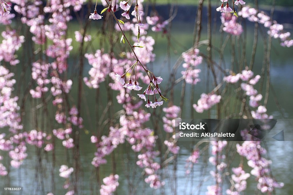 weeping cherry April Stock Photo