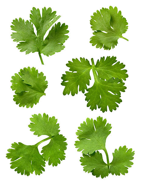 cilantro blätter isoliert - parsley stock-fotos und bilder