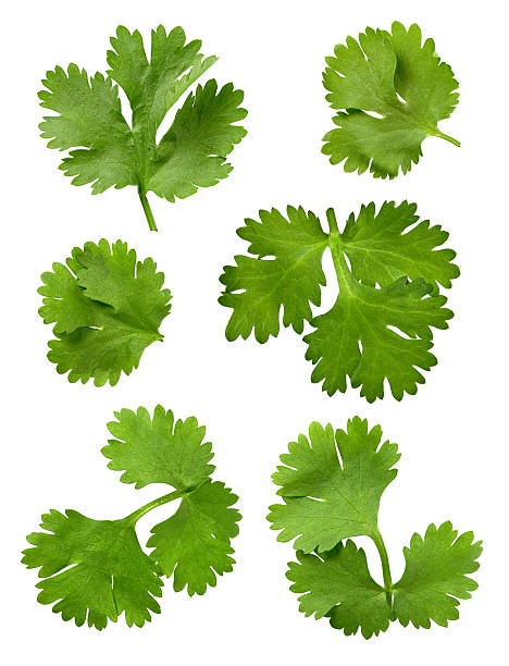 foglie di coriandolo isolato - parsley cilantro herb freshness foto e immagini stock