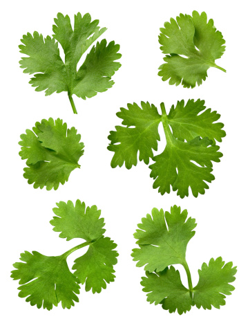 Cilantro Isolated on a white background