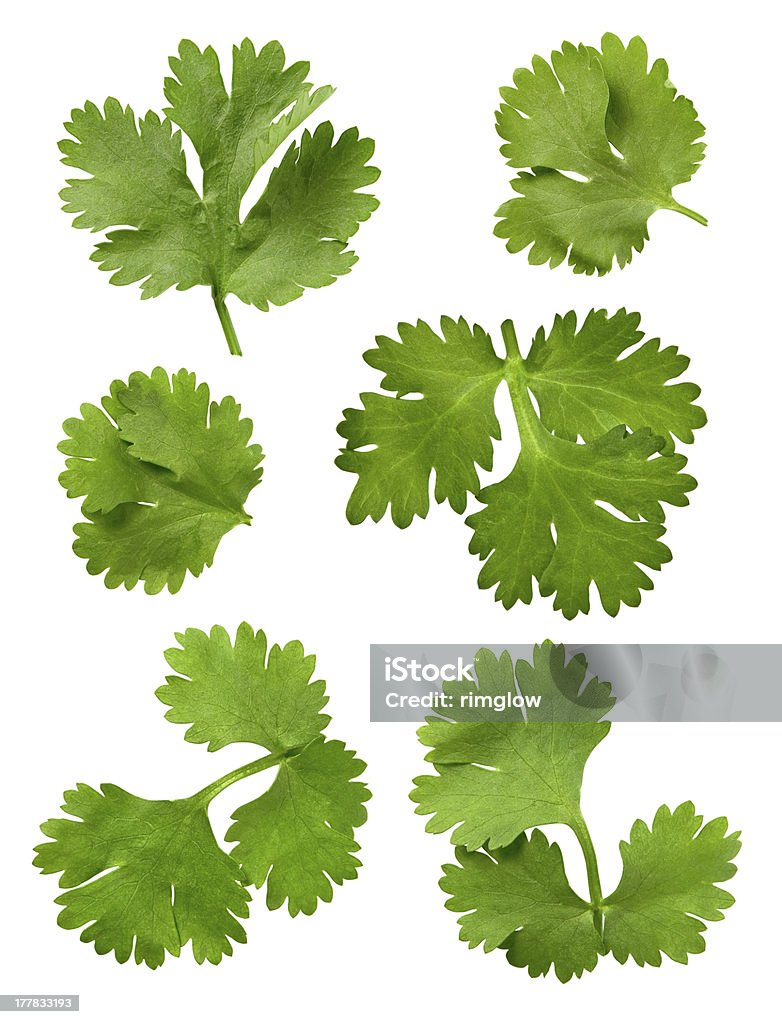 Кинза листья изолированных - Стоковые фото Кинза роялти-фри