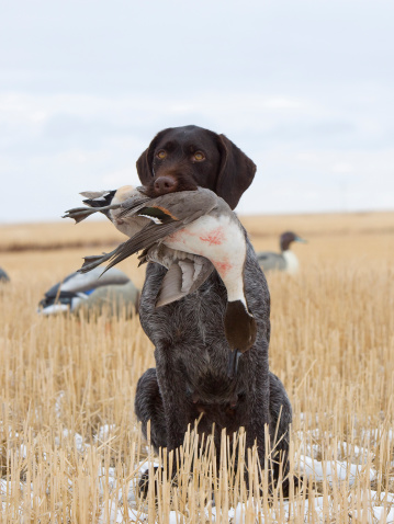 Hunting dog with a drake Pintail