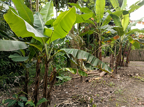Banana tree with green leaf. Kediri, East Java, Indonesia. January 09, 2023
