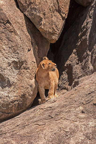 istock Lion cub stand near large field stone cleft 177833765
