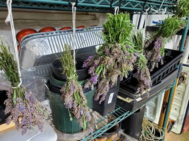 Lavender cuttings hanging to dry