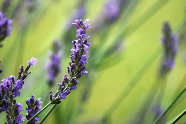 Single stem of blooming lavender plant in foreground
