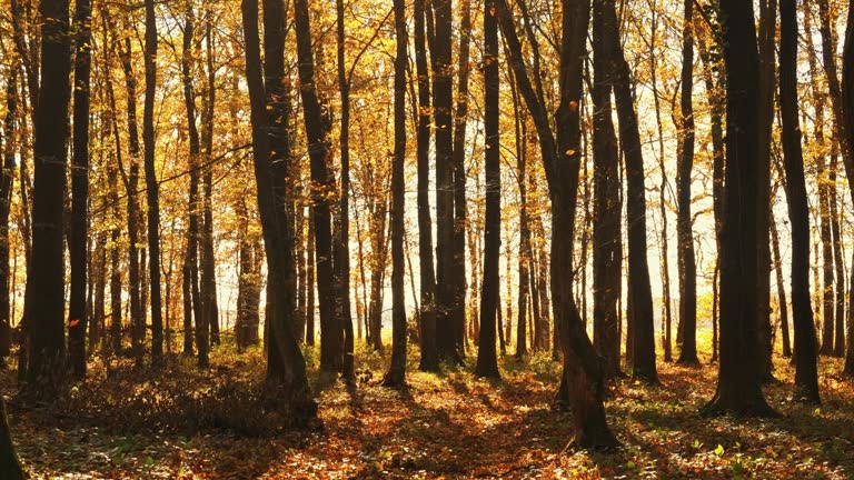 SLO MO Autumn Nature Background Forest with Leaves Falling on Ground on Sunny Day