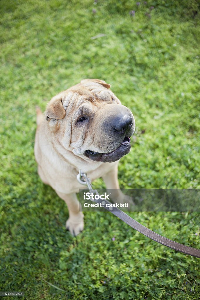 sharpei собака - Стоковые фото Бежевый роялти-фри