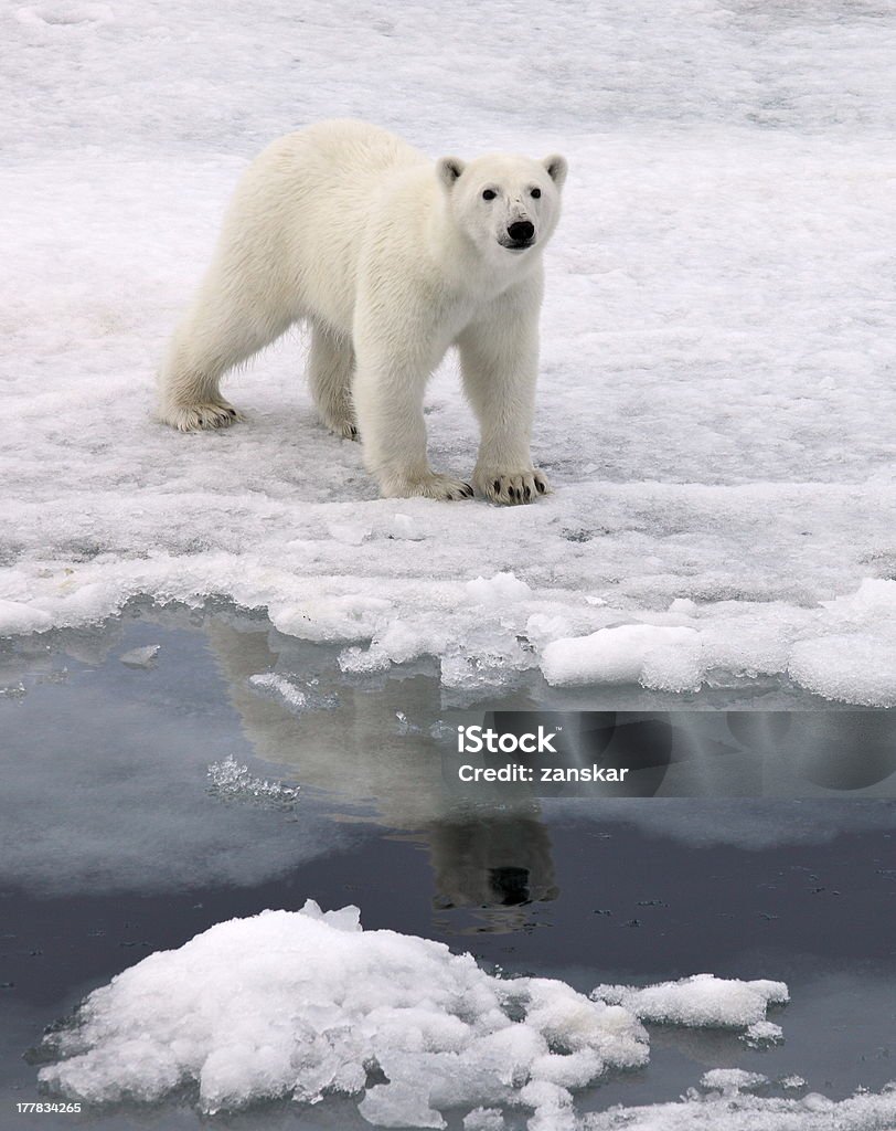 Urso Polar - Royalty-free Glaciar Foto de stock