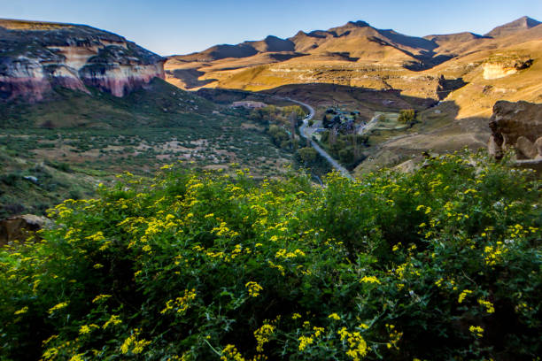 View over a distant highway snaking through the Drakensberg Mountains of South Africa, with yellow wildflowers in the foreground. The Golden Gate Highlands National Park is located in the Free State Drakensberg Mountains and is named after the brilliant shades of gold of the cliffs composed of Clarens Sandstone. drakensberg flower mountain south africa stock pictures, royalty-free photos & images