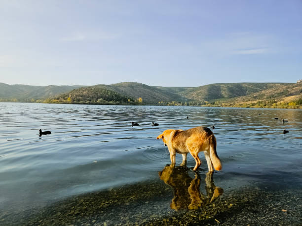 istock Dog By The Lake 1778343710