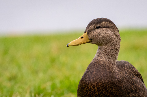 Close up view of a drake black duck