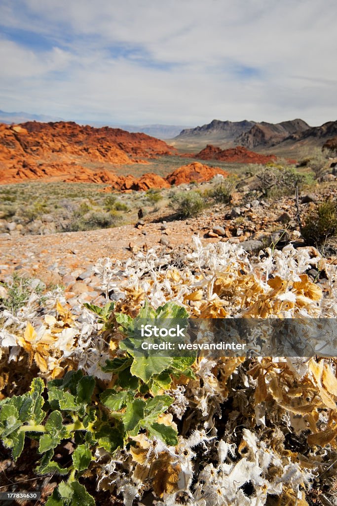 Desierto Stingbush (Eucnide urens) y Piedra arenisca Hills - Foto de stock de Aire libre libre de derechos