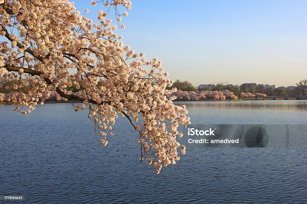 Fiore di ciliegio su alba tutto Tidal Basin, Washington DC - Foto stock royalty-free di Acqua