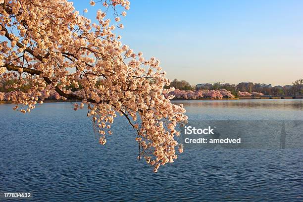 Fiore Di Ciliegio Su Alba Tutto Tidal Basin Washington Dc - Fotografie stock e altre immagini di Acqua