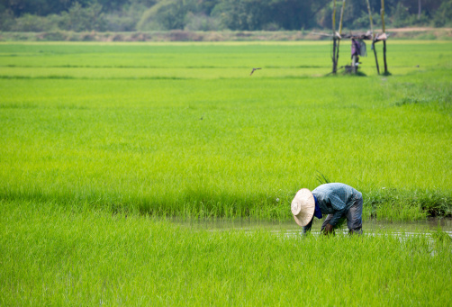 A farmer is planting rice sprout in a rice field in Thailand