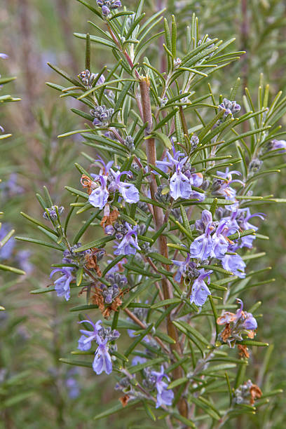 istock Rosemary Plant in Full Flower 177834959