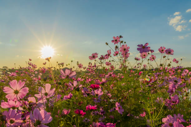 istock Beautiful cosmos flowers blooming in garden 1778350176