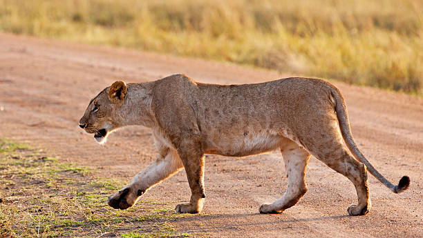 istock Lioness in the Maasai Mara 177835163