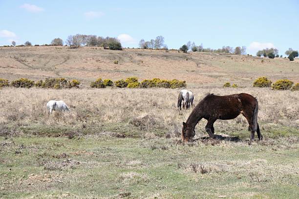 istock wild horses foraging heathland new forest national park spring 177835176