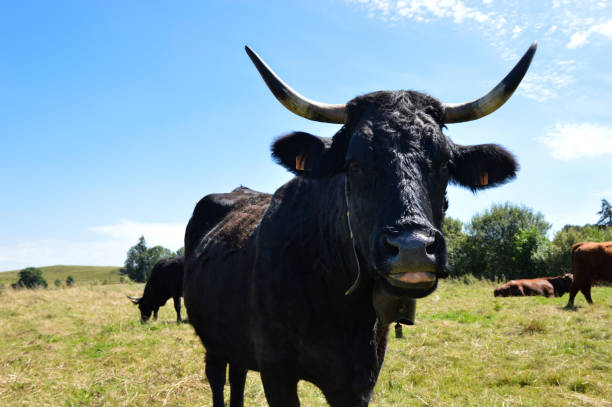 istock Black Salers cow 1778351891
