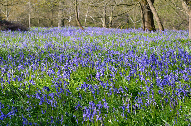 istock Large carpet of bluebells 177835461