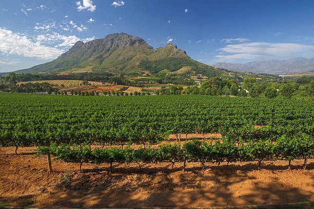 Vineyard in stellenbosch, South Africa View across vineyards of the Stellenbosch district with the Simonsberg mountain in the background , Western Cape Province, South Africa. cape peninsula photos stock pictures, royalty-free photos & images
