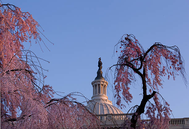 istock Sunrise behind the dome of Capitol in DC 177836017