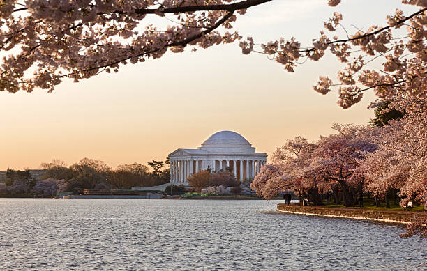 istock Cherry Blossom and Jefferson Memorial 177836029