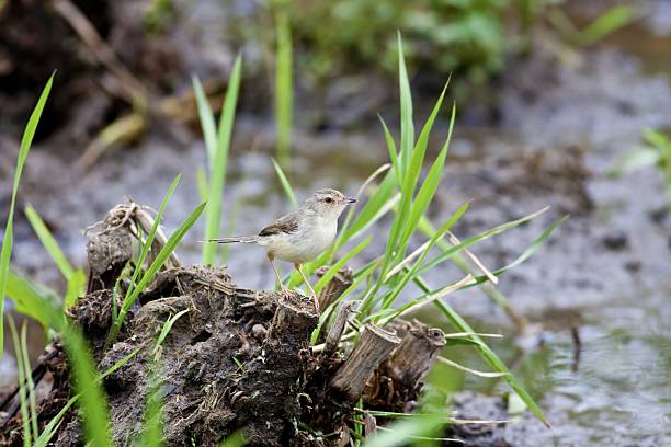 leonado-prinia de dorso - bird blade razor blade blade of grass fotografías e imágenes de stock