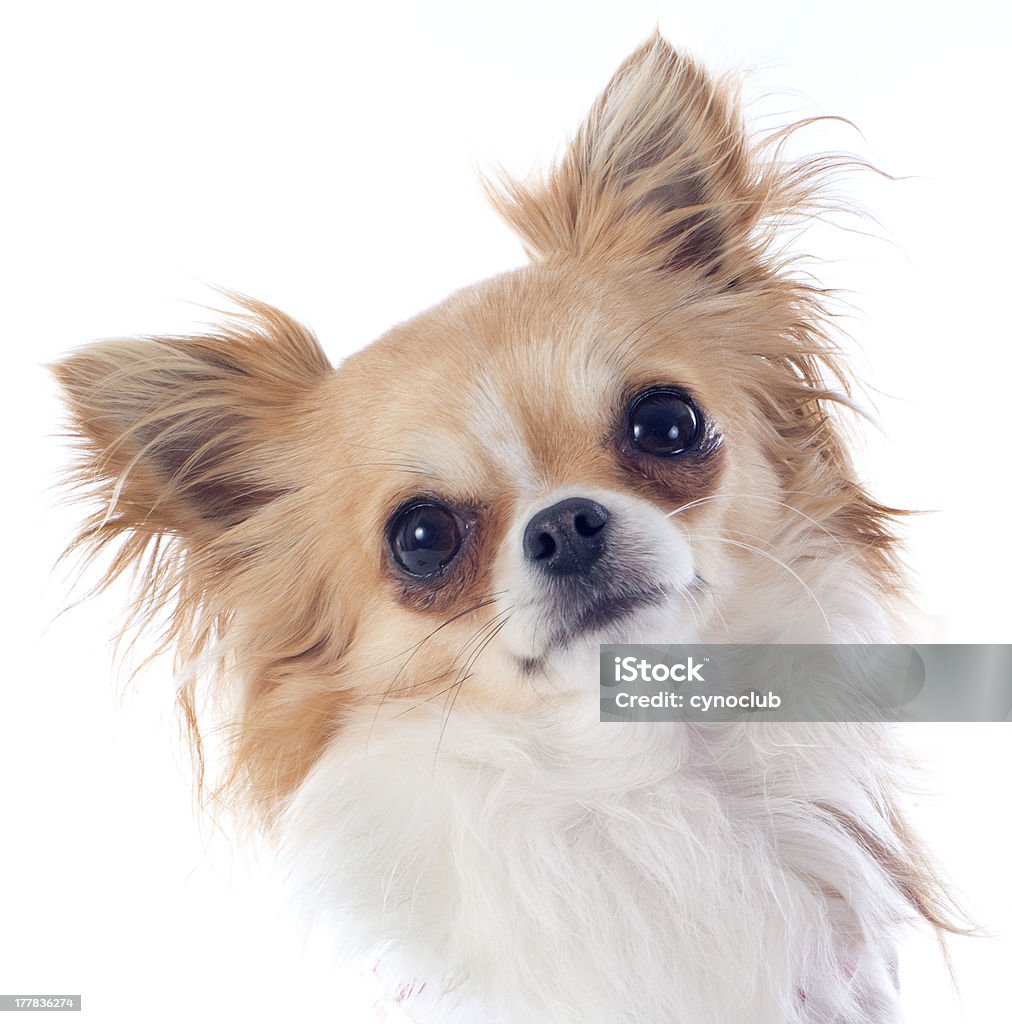 Cachorro de chihuahua - Foto de stock de Animal libre de derechos