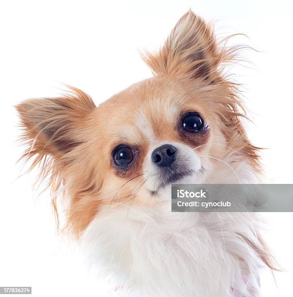 Cachorro De Chihuahua Foto de stock y más banco de imágenes de Animal - Animal, Animal joven, Blanco - Color
