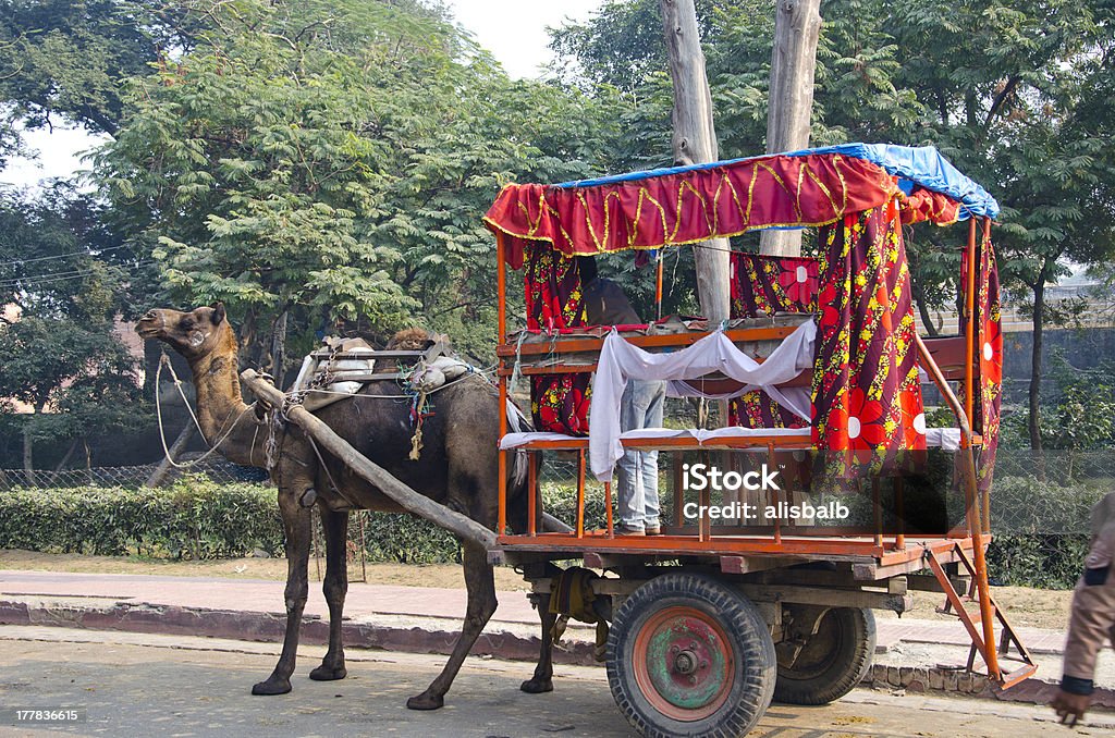 Chameau avec transport pour touristes à Agra, en Inde - Photo de Agra libre de droits