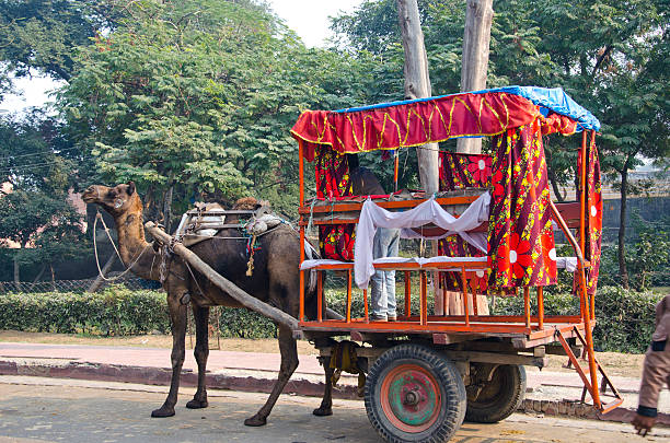 istock camel with  carriage for tourists in Agra, India 177836615